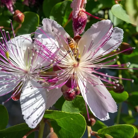 Poggio Leporaia 兰波雷基奥